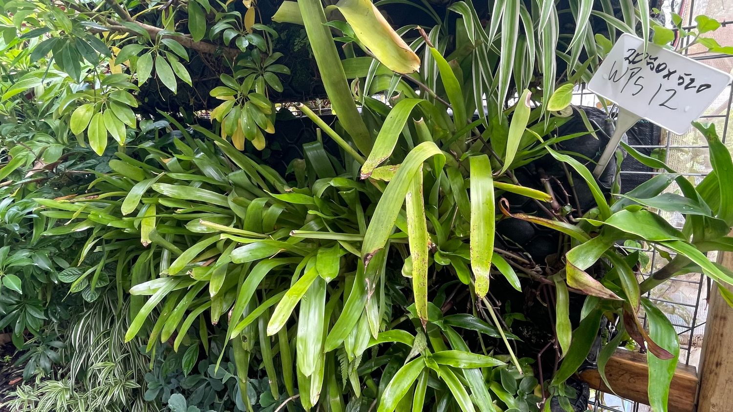 Strip Greenwall - best east or south or semi shaded north area