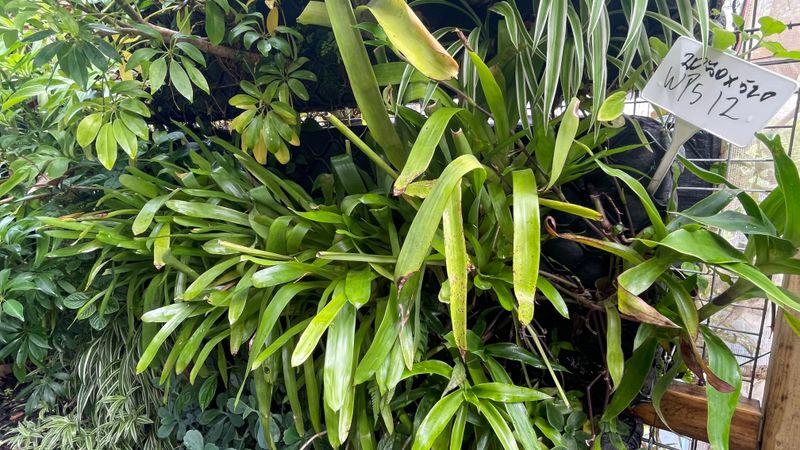 Strip Greenwall - best east or south or semi shaded north area