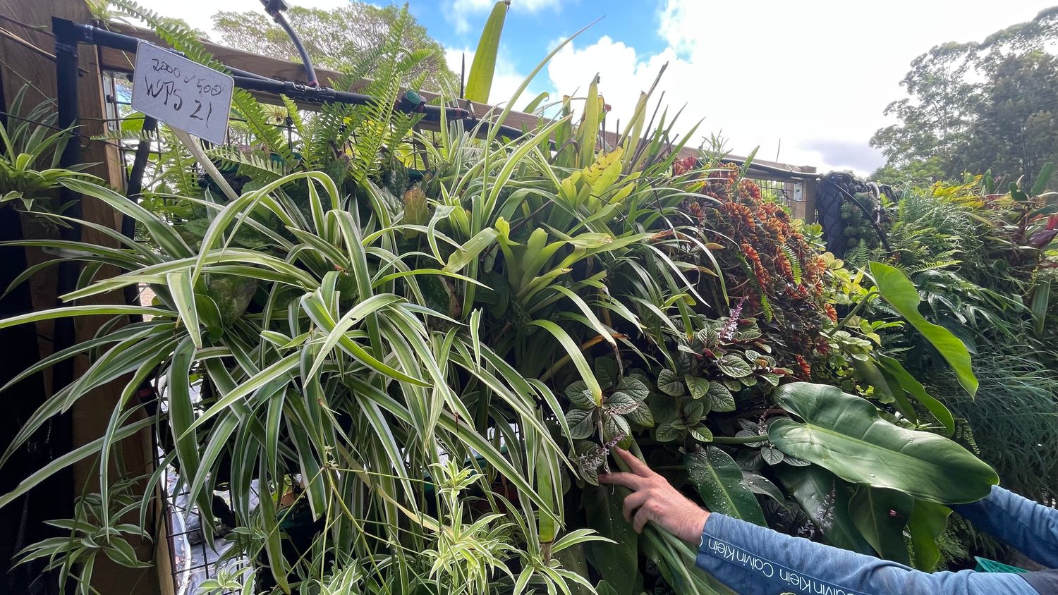 Strip Greenwall - best for east or south or semi shaded north facing