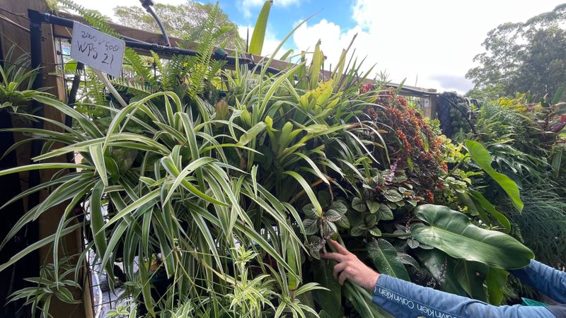 Strip Greenwall - best for east or south or semi shaded north facing