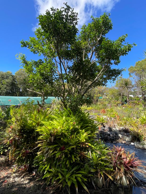 Eco Pillar / Green Gabion / A pot without a pot