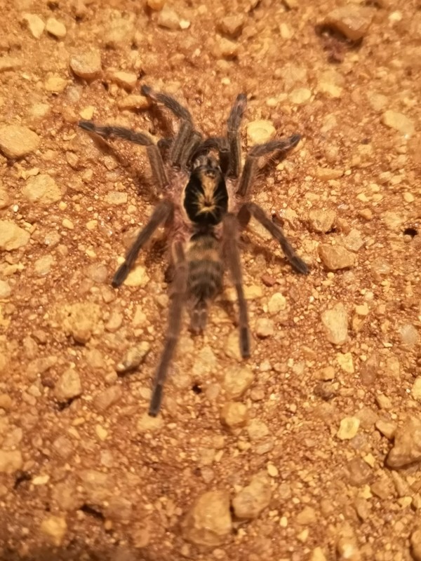 Neoholothele incei - Trinidad Olive (1cm)