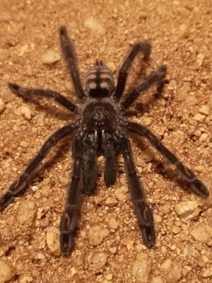 Psalmopoeus irminia - Suntiger tarantula (1-2cm)