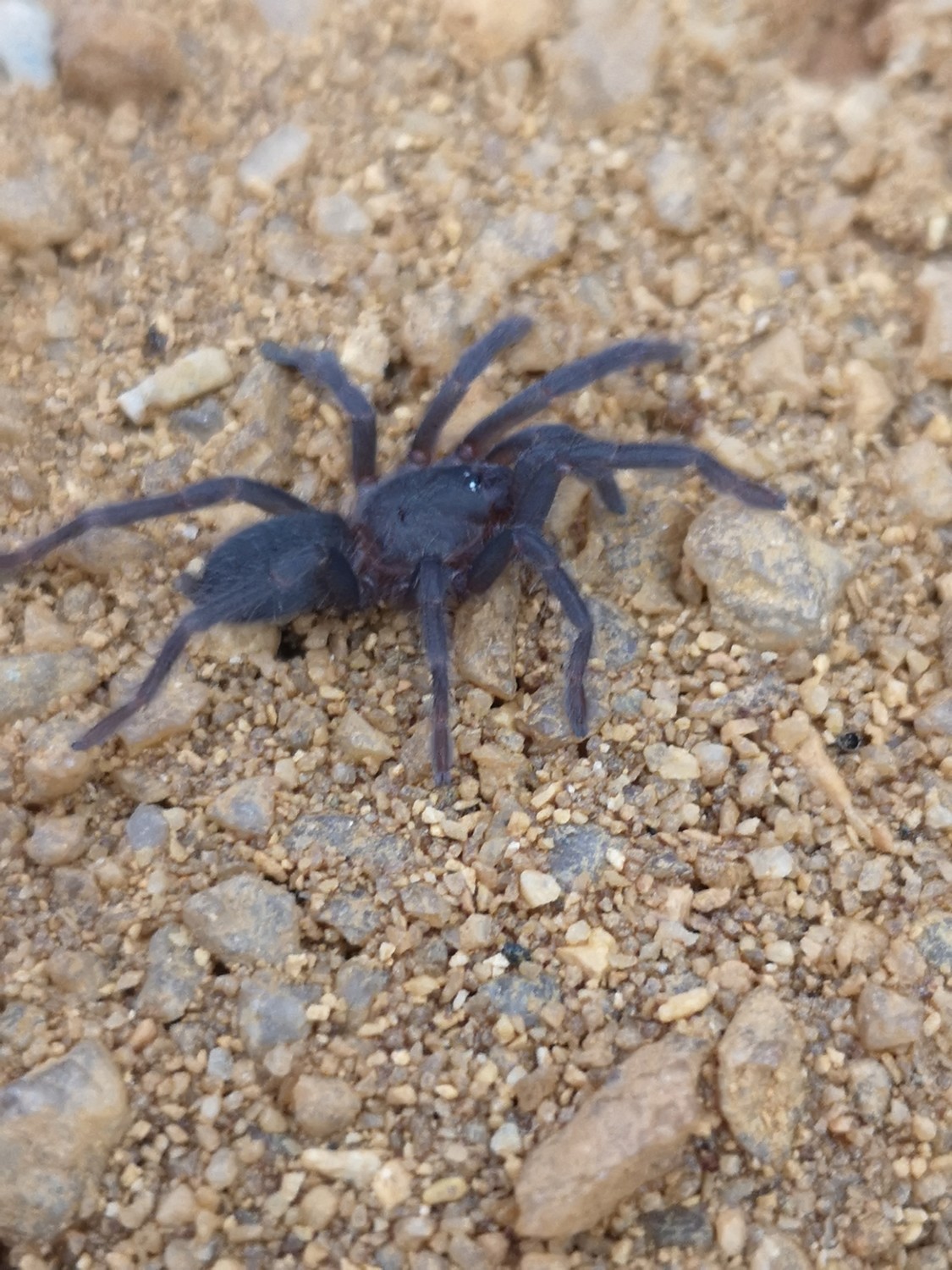W/C - Chaetopelma olivaceum - Middle east black tarantula (2-3cm)