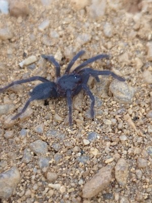 W/C - Chaetopelma olivaceum - Middle east black tarantula (3-4cm)