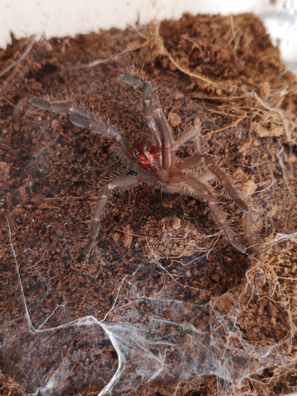 Chilobrachys dyscolus vietnam blue (3-4cm)