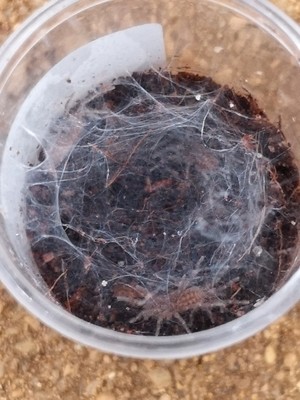 Heterothele villosela (1-2cm)