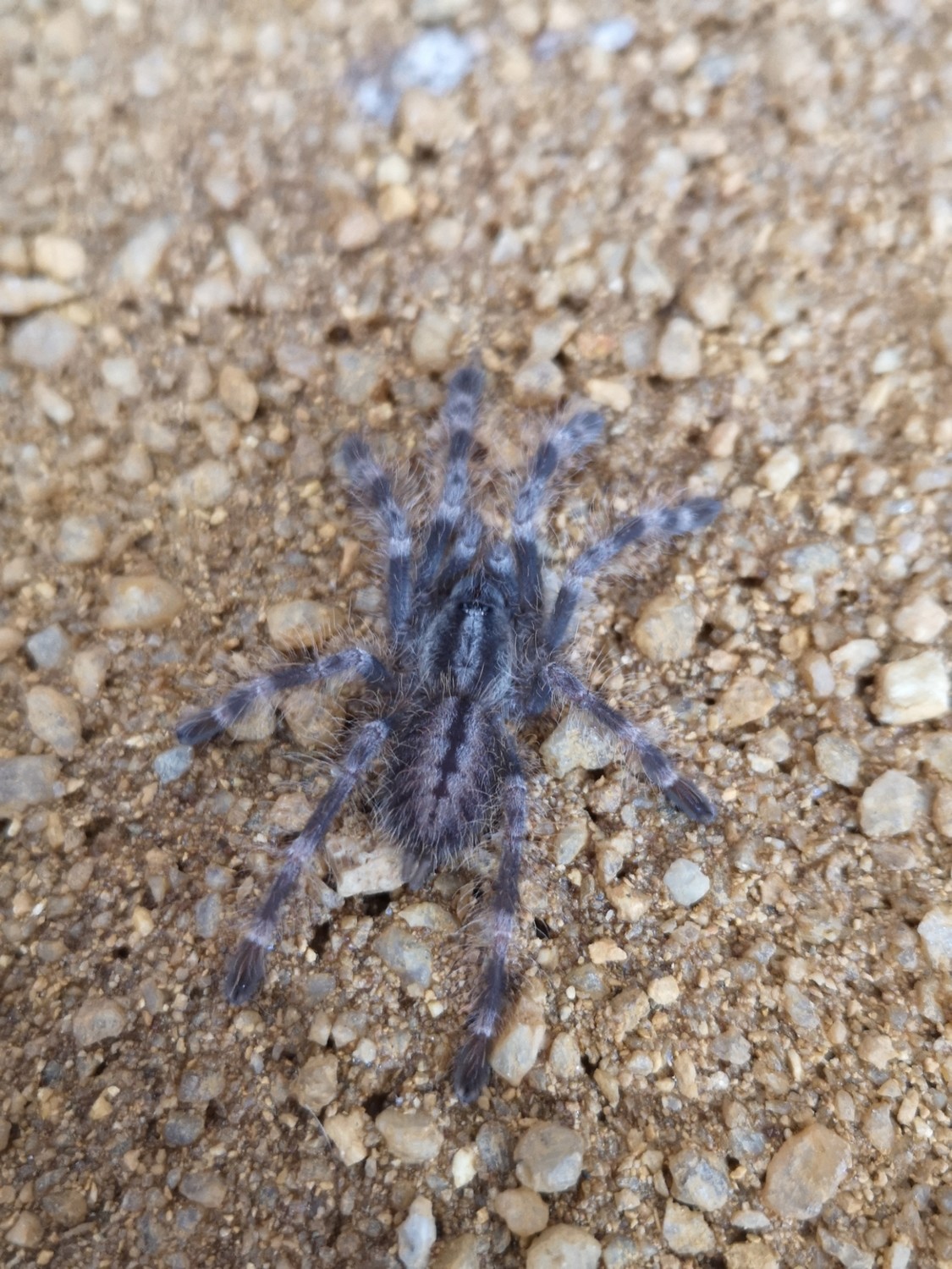 Poecilotheria miranda - Bengel Ornamental (7-8cm)