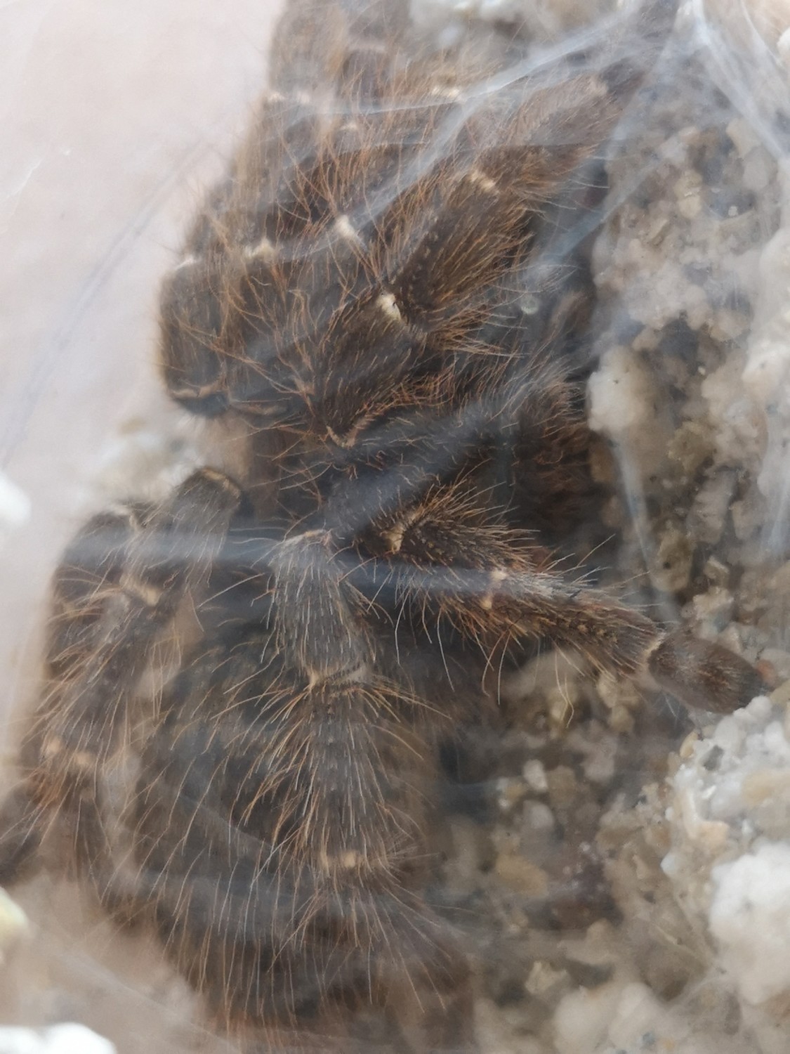 Ceratogyrus darlingi - East African Horned Baboon (4-5cm)