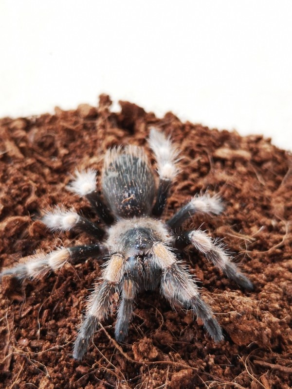 Brachypelma hamorii - Mexican Red Knee (1-2cm) 