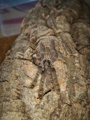 Heteroscodra maculata - Togo Starburst Baboon (3-4cm)