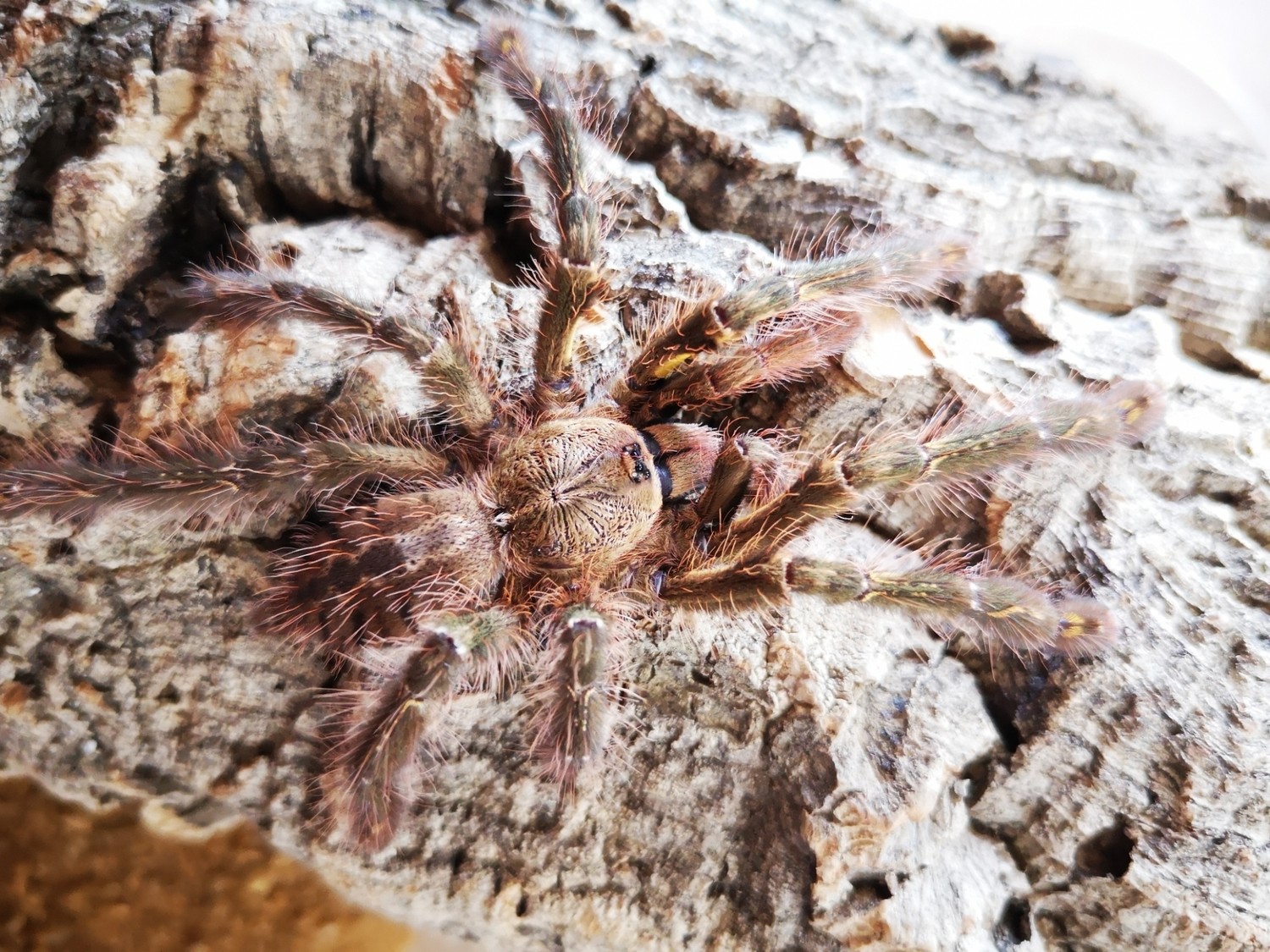 Poecilotheria ornata - Fringed Ornamental (6-7cm)