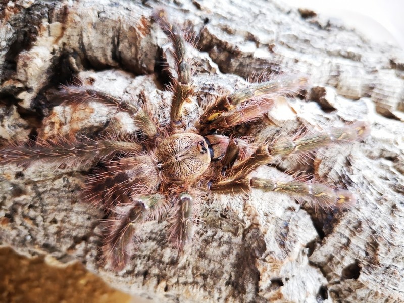 Poecilotheria ornata - Fringed Ornamental (2-3cm)