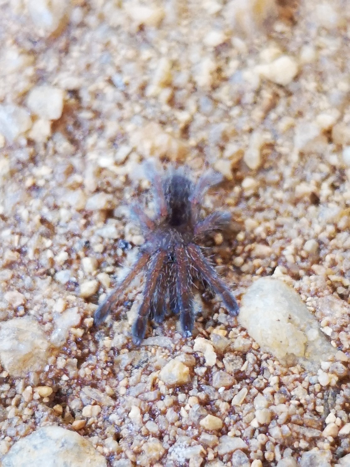 Pterinochilus lugardi - Fort Hall Baboon (1-2cm)