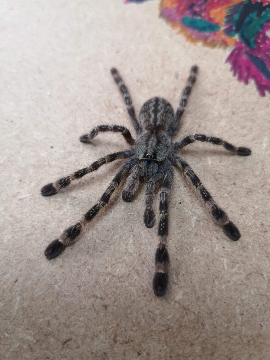 Poecilotheria fasciata - Sri Lanka Ornamental (2-3cm)
