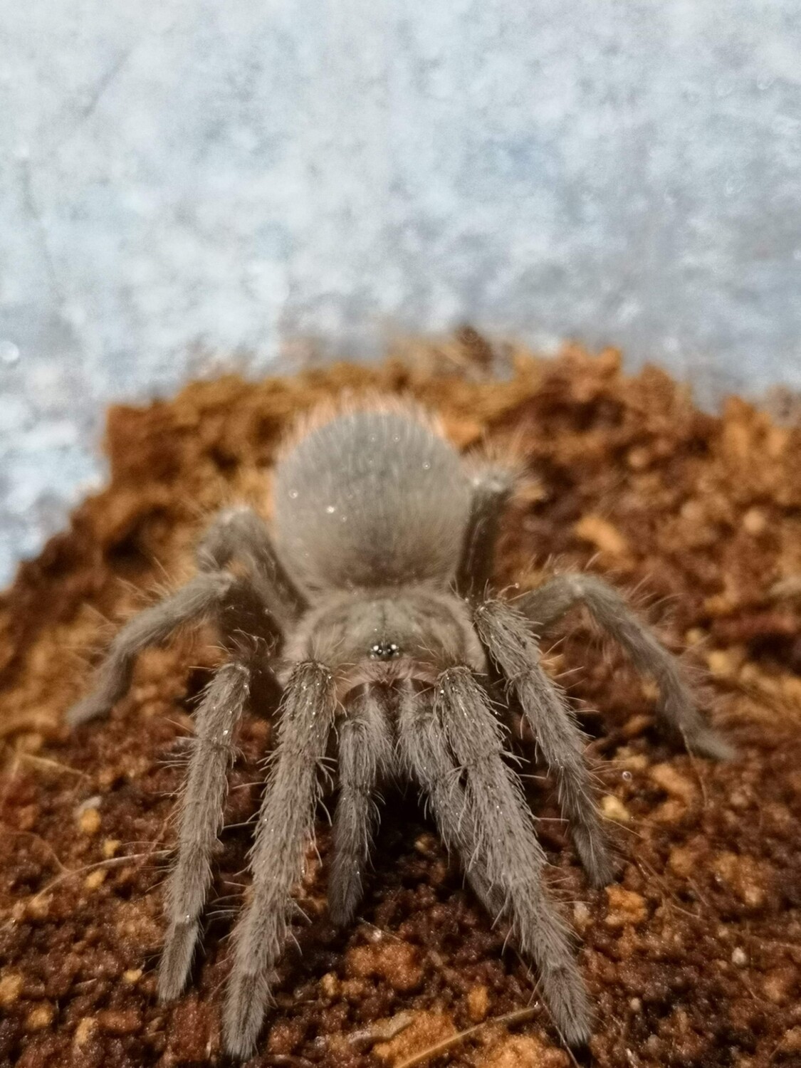 Lasiodora parahybana - Brazilian salmon pink Male (9-10cm)