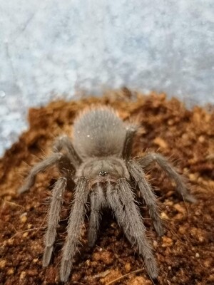 Lasiodora parahybana - Brazilian salmon pink Male (9-10cm)