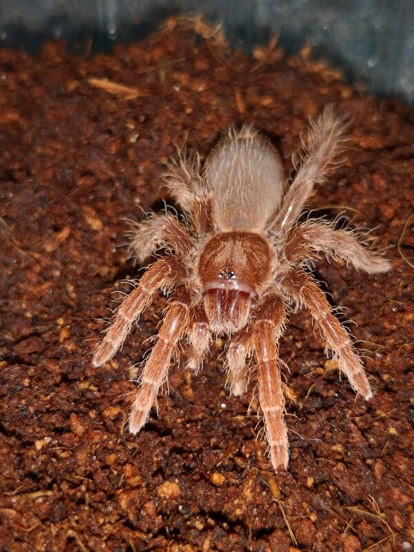 Pelinobius muticus - King Baboon Suspected male (9-10cm)