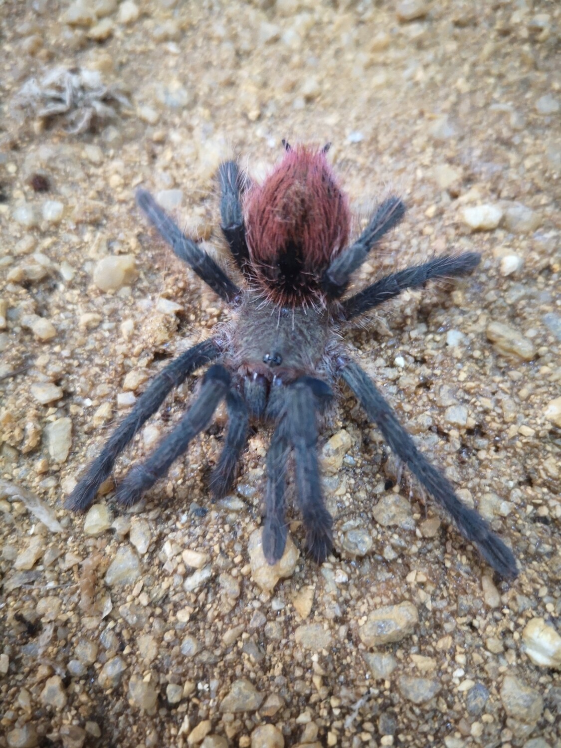 Thrixopelma ockerti - Peruvian flame Rump (1cm)