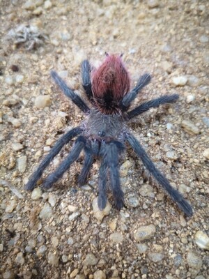 Thrixopelma ockerti - Peruvian flame Rump (1cm)
