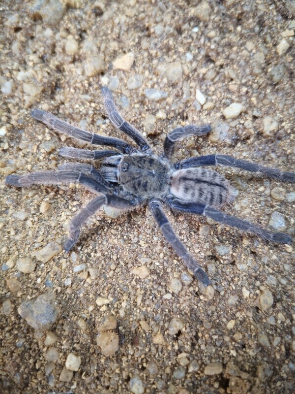 Cyriopagopus lividus - Cobalt blue (5-6cm)