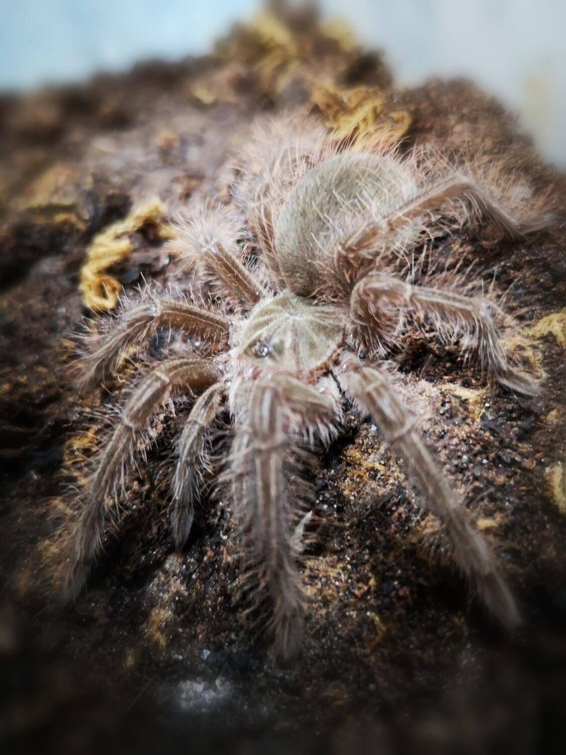 Theraphosa blondi - Goliath birdeater (4-5cm)