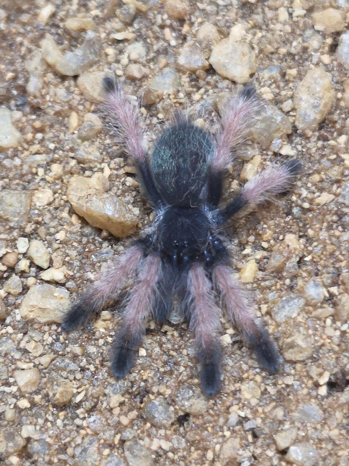 Psalmopoeus sp Emeraldus (3-4cm)
