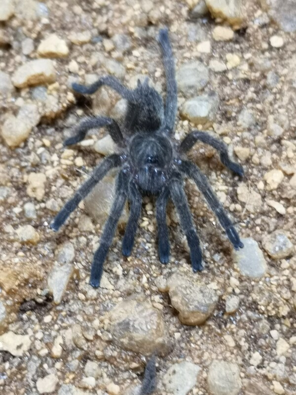 Idiothele mira - Blue Foot Baboon (1-2cm)