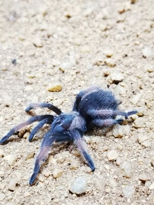 Brachypelma emilia - Mexican redleg (1cm)