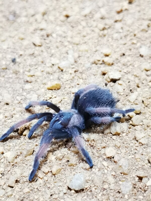 Brachypelma emilia - Mexican redleg (1cm)