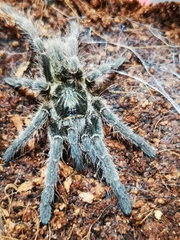 Ceratogyrus marshalli - Straight Horned Baboon (1-2cm)