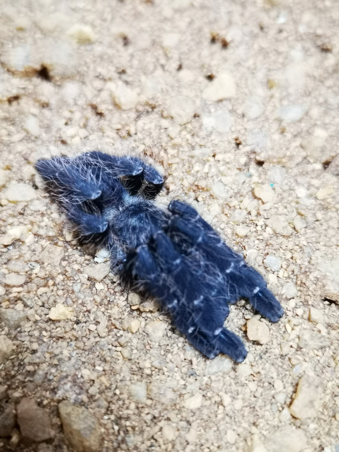 Cyriopagopus sp Hati Hati Purple Earth Tiger (7-8cm)