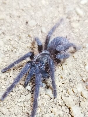 Phormictopus auratus - Cuban bronze (6-7cm)