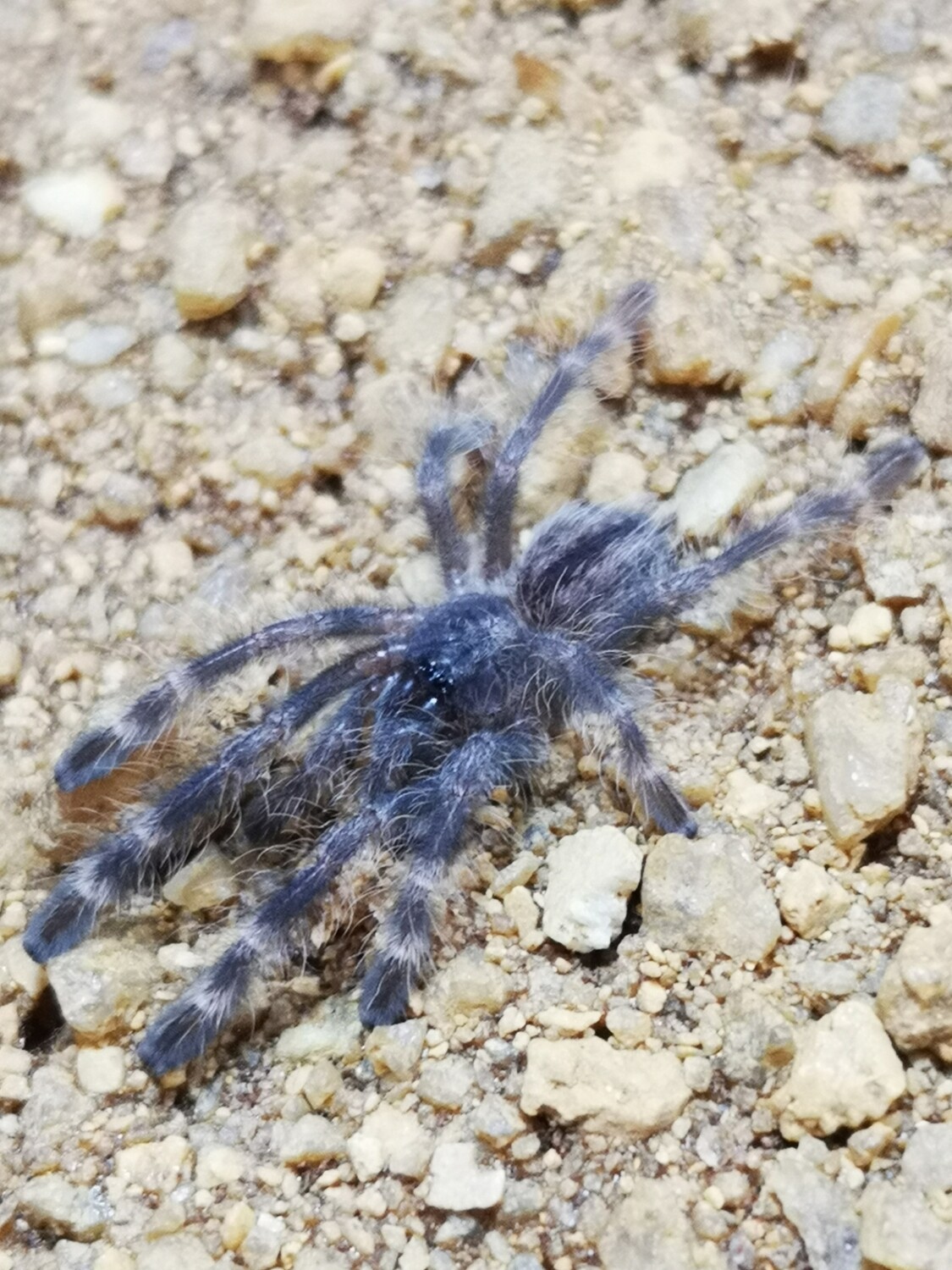 Poecilotheria smithi (8-9cm)