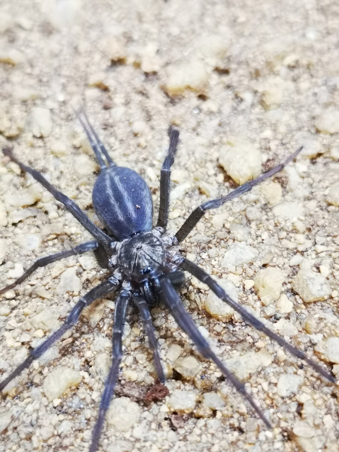 Linothele sericata (Ex megatheloides (3-4cm) Colombian Funnel Web Spider