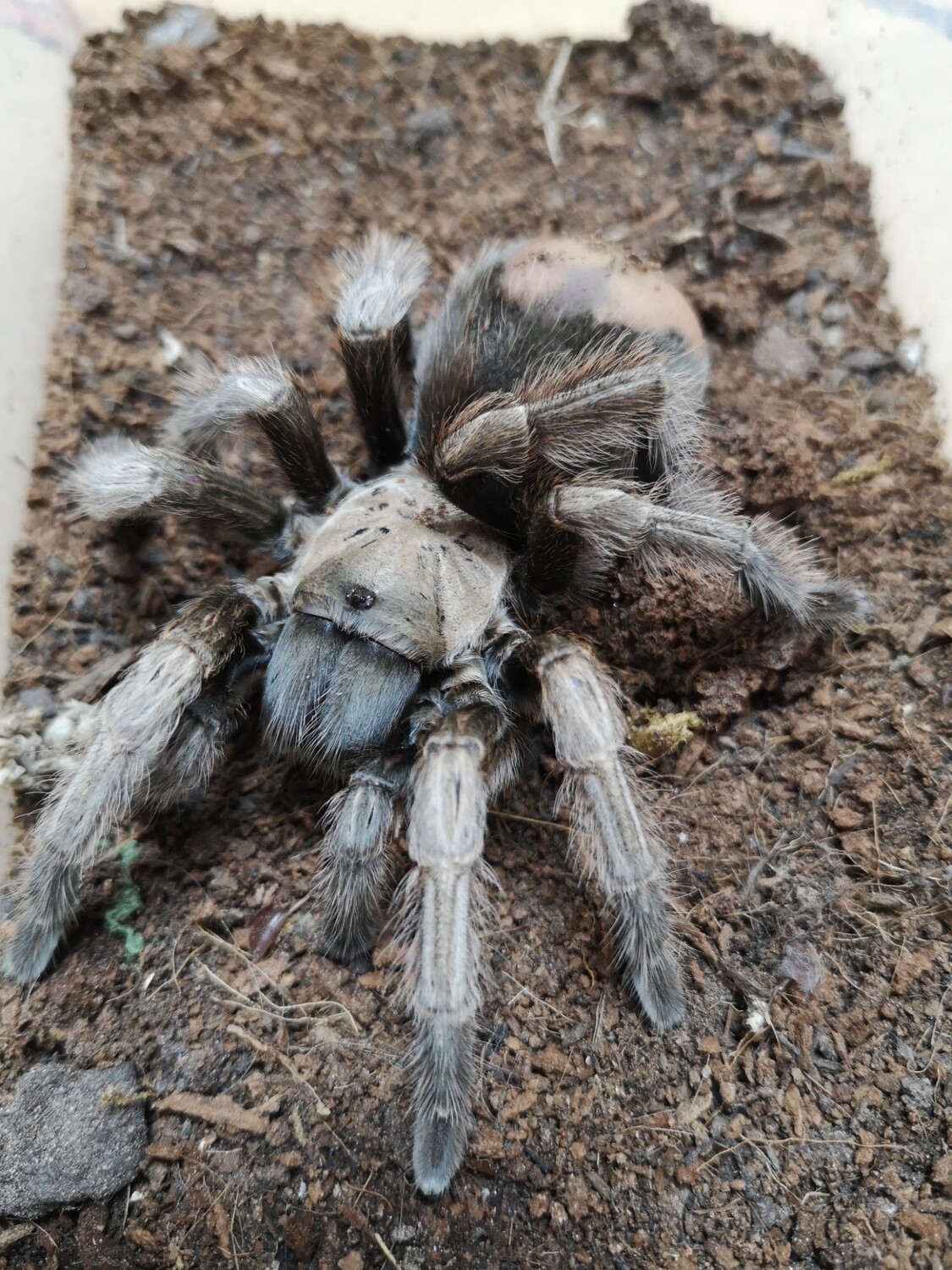 Aphonopelma iodius adult female