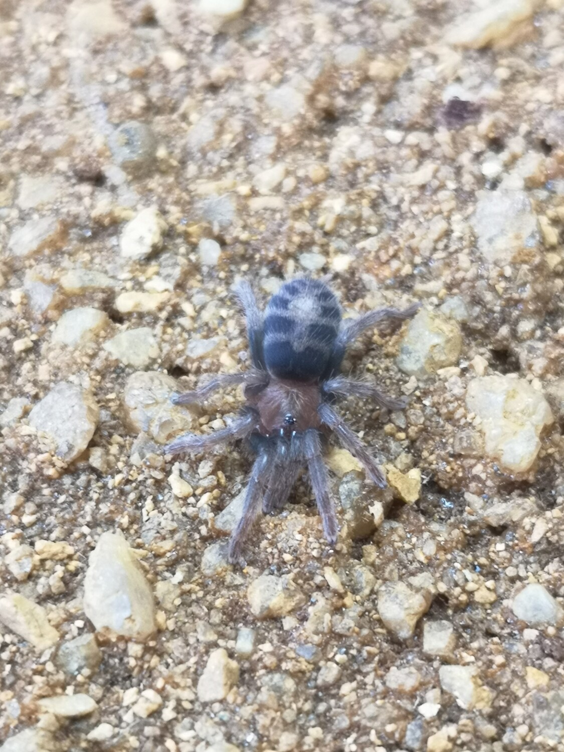 Davus pentaloris - Costa Rican Tiger Rump (1-2cm)