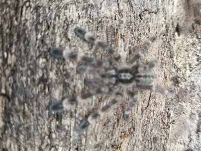 Poecilotheria subfusca Lowland - Ivory Ornamental (1-2cm)