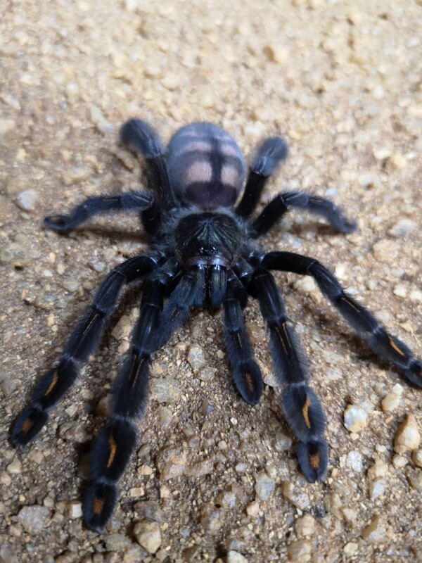 Psalmopoeus irminia - Suntiger tarantula (6-7cm)