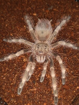 Nhandu tripepii Brazilian giant blonde (3-4cm)