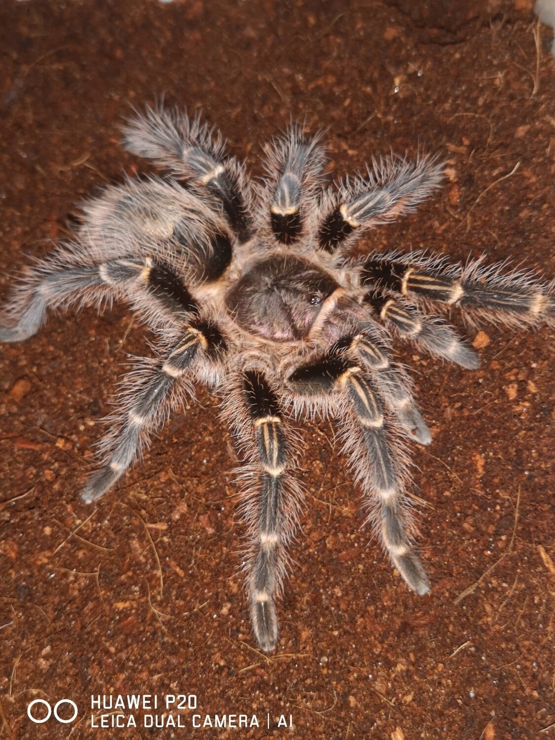 Grammostola pulchripes - Chaco Golden Knee (9-10cm)