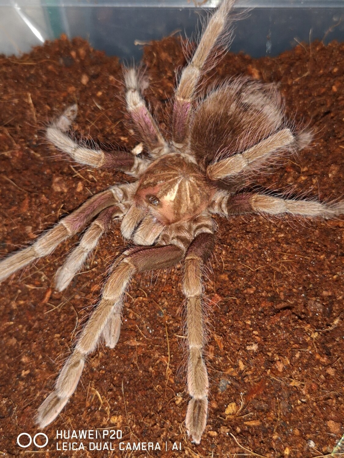 Pamphobeteus sp machala Purple Bloom Female
