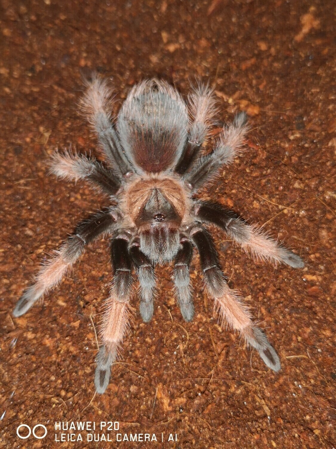 Brachypelma emilia - Mexican Redleg Female (6-7cm)