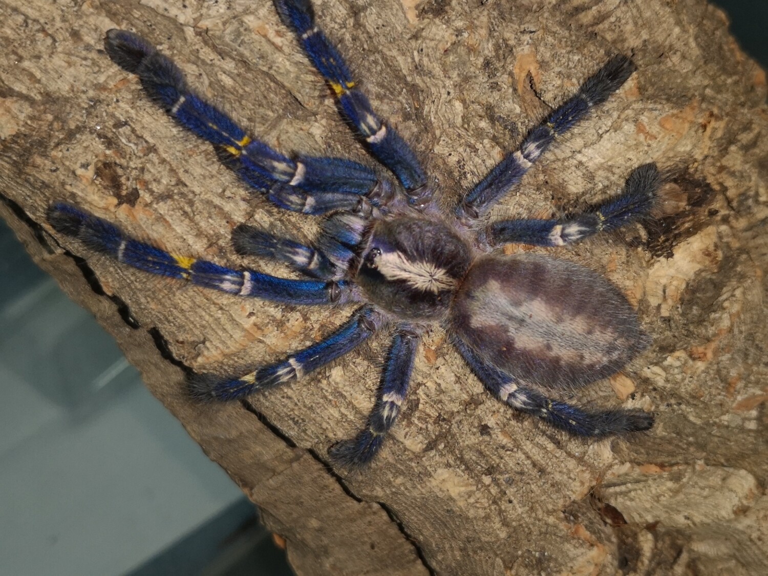 Poecilotheria metallica - Gooty Ornamental (2-3cm)