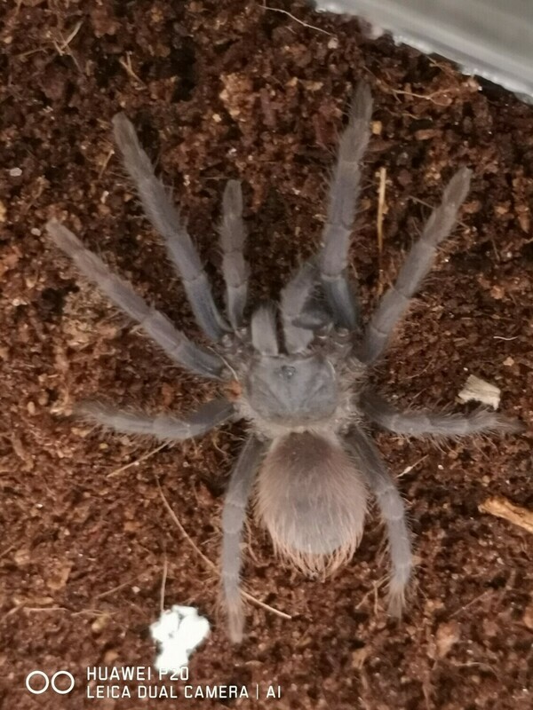 Lasiocyano sazimai - Iridescent Blue (3-4cm) 