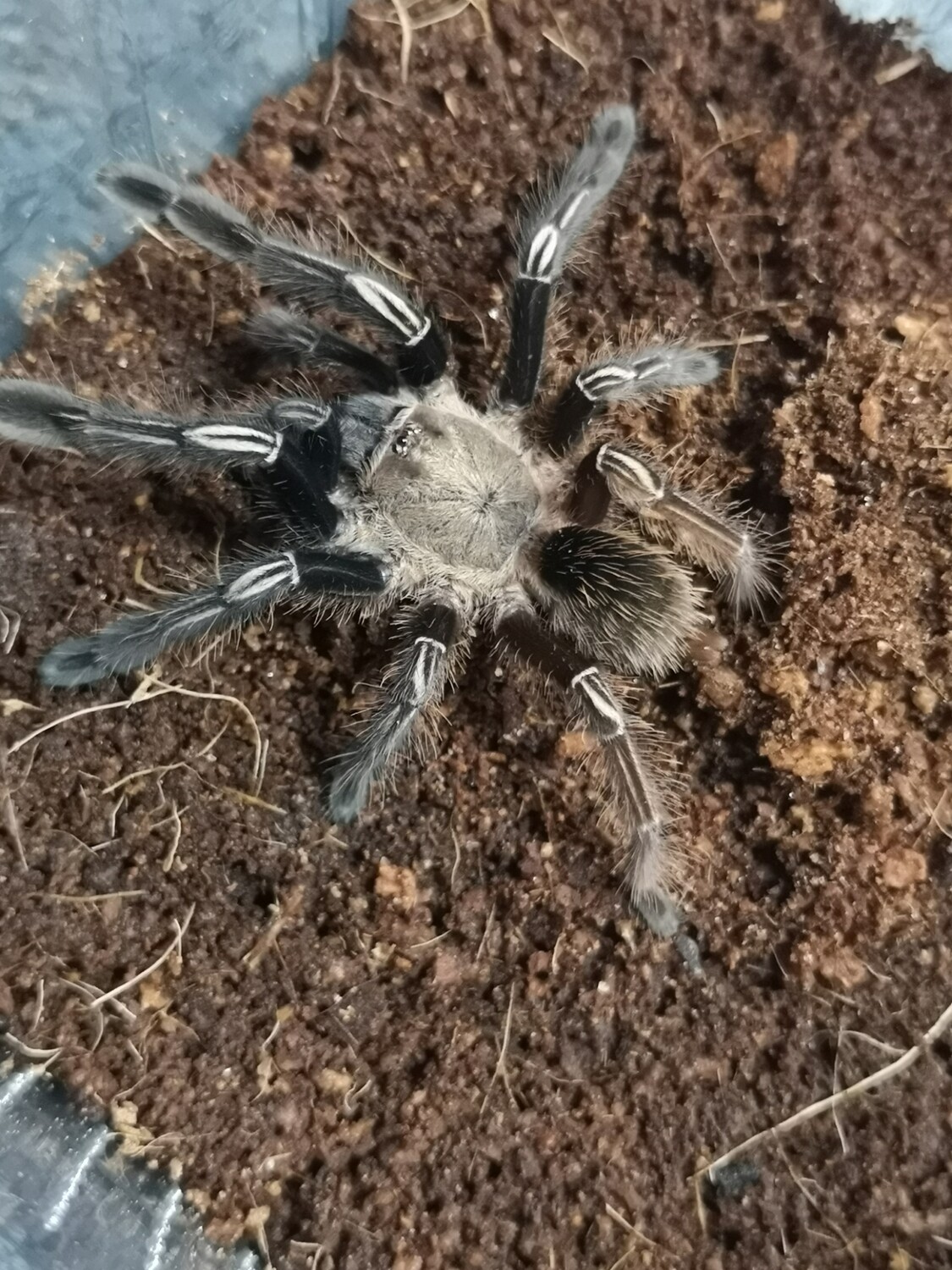 Ephebopus murinus - Skeleton leg (7-8cm)