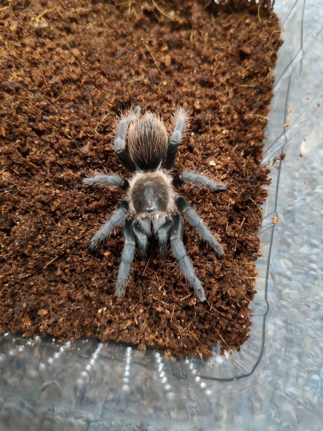 Tliltocatl vagans Mexican Red Rump (4-5cm)