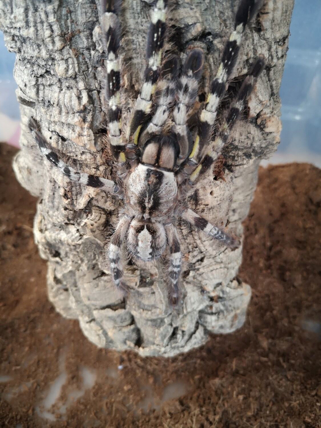 Poecilotheria regalis Indian Ornamental (9-10cm)