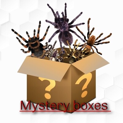 Mystery Boxes