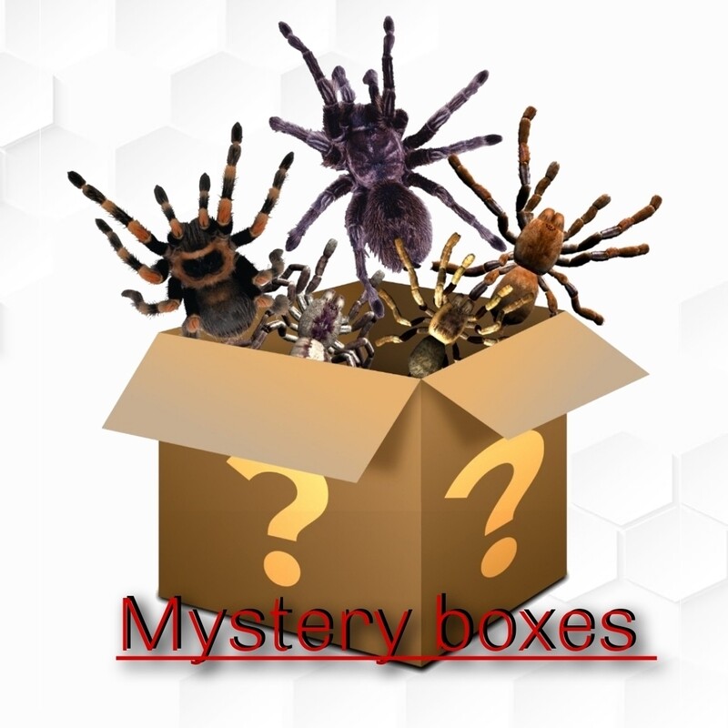 Mystery Boxes
